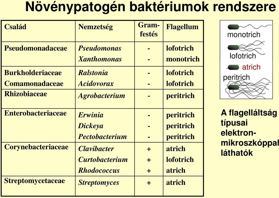 Erwinia Dickeya Pectobacterium - - - peritrich peritrich peritrich Corynebacteriaceae Clavibacter Curtobacterium Rhodococcus + + + atrich