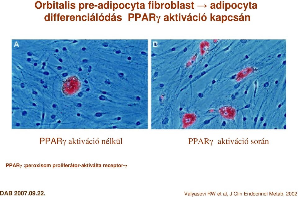 nélkül PPAR aktiváció során PPAR :peroxisom