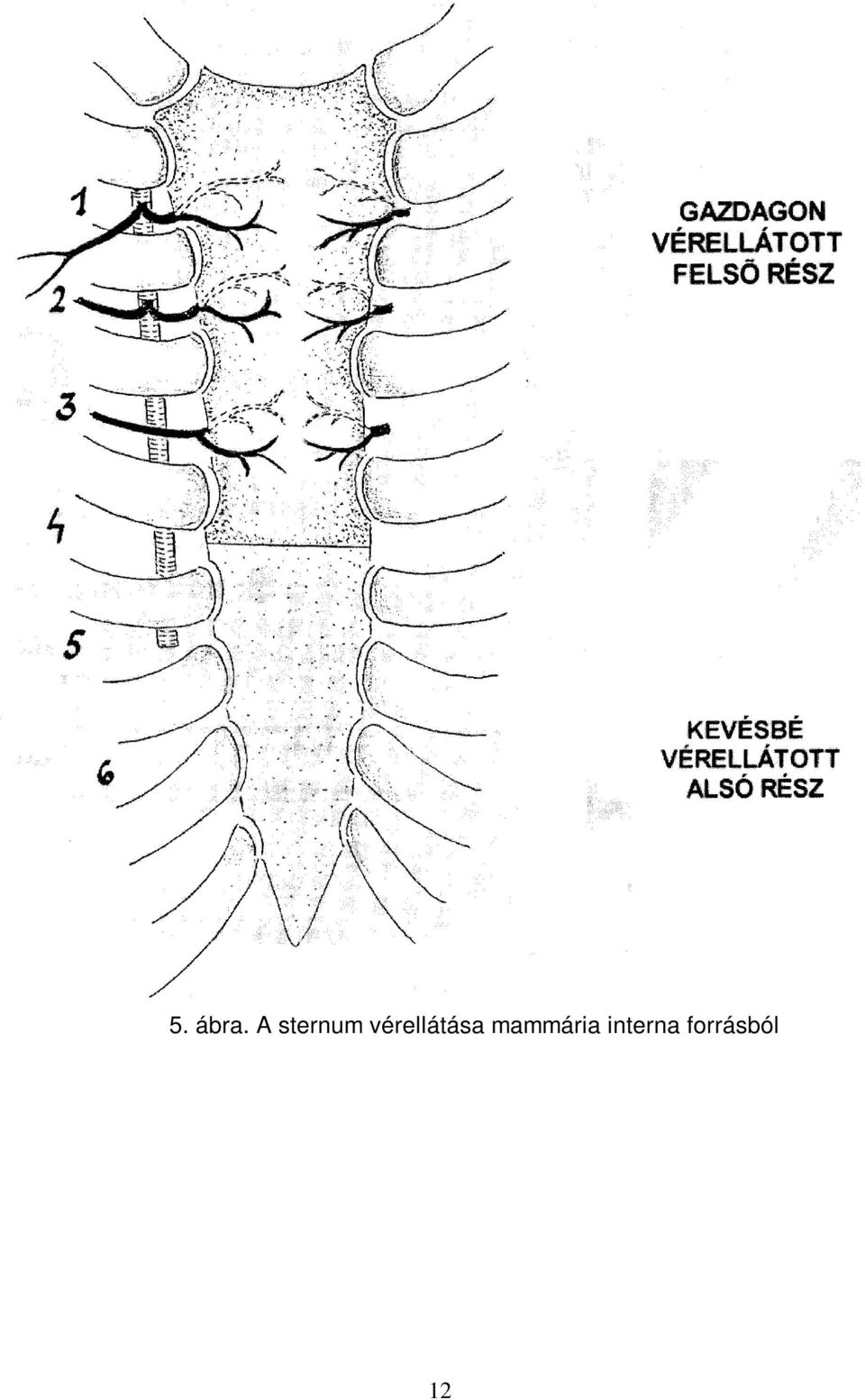 vérellátása