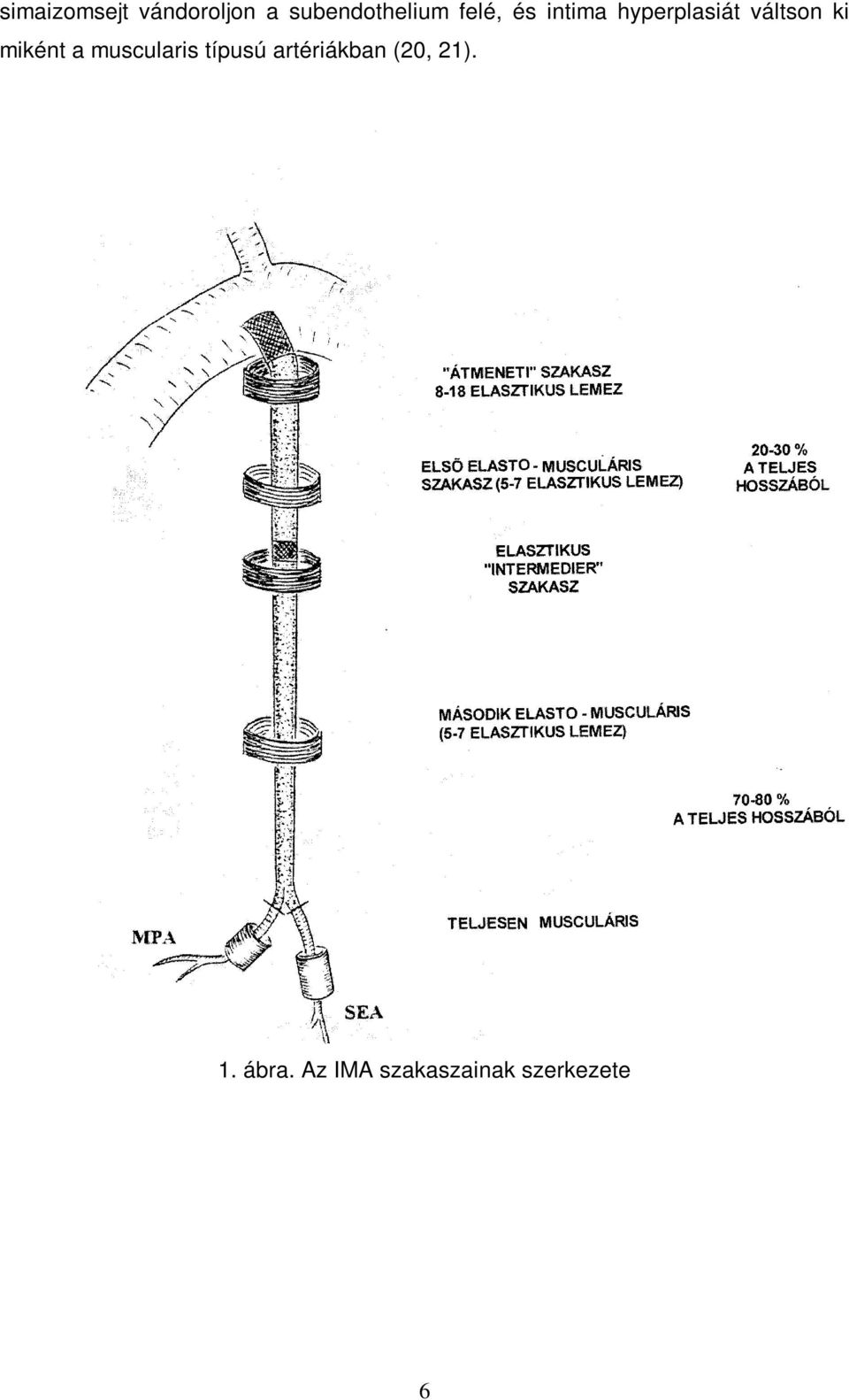 miként a muscularis típusú artériákban