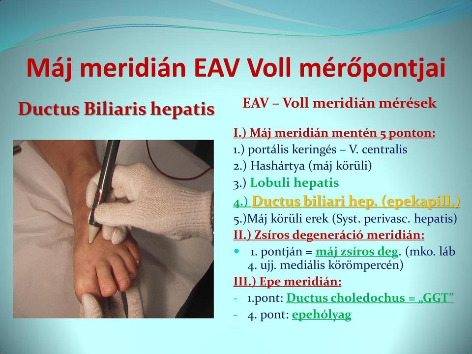 ) Ductus biliari hep. (epekapill.) 5.)Máj körüli erek (Syst. perivasc. hepatis) II.