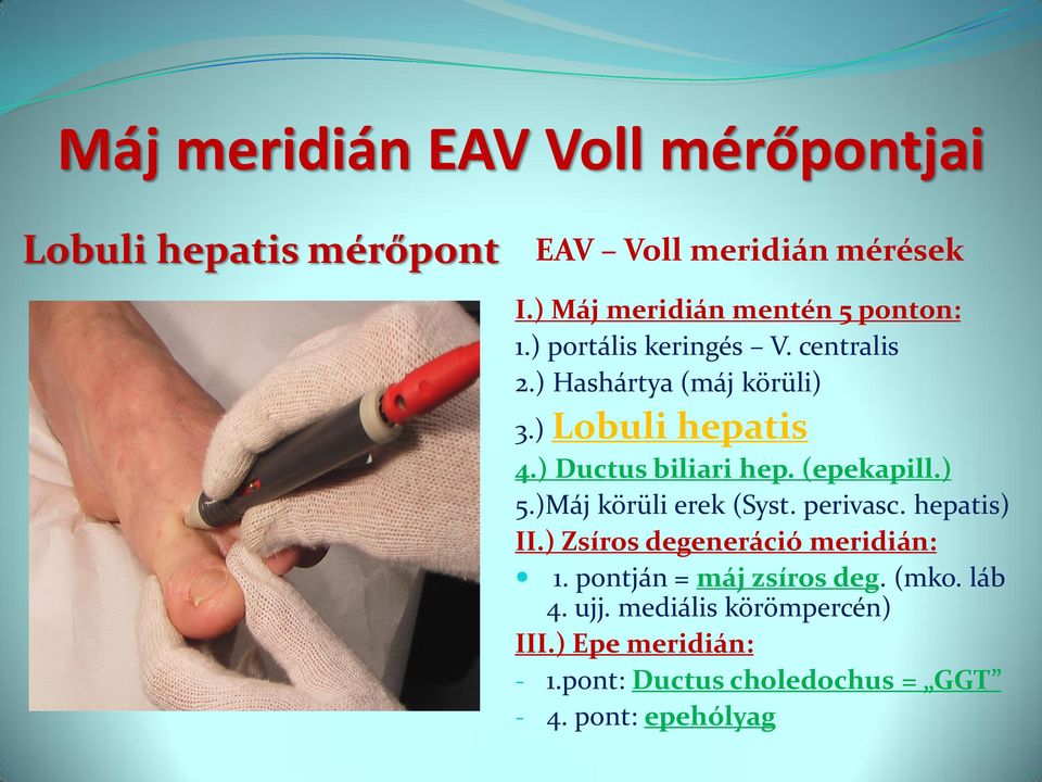 ) Ductus biliari hep. (epekapill.) 5.)Máj körüli erek (Syst. perivasc. hepatis) II.