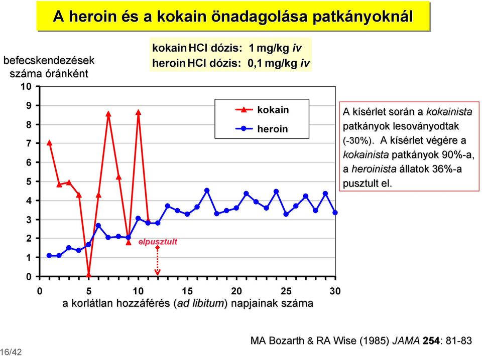 lesoványodtak (-30%).. A kísérlet végére a kokainista patkányok 90%-a, 9 a heroinista állatok 36%-a pusztult el.