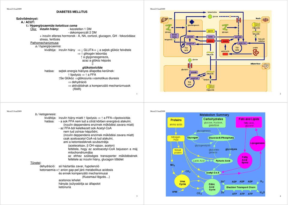 a./ hyperglycaemia: kiváltója: inzulin hiány GLUT4 a sejtek glükóz felvétele glikogén lebontás a glygoneogenezis, azaz a glükóz képzés glükotoxicitás hatása: sejtek energia hiányos állapotba