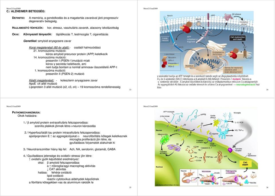 , cigarettázás Genetikai: amyloid anyagcsere zavar Korai megjelenésű (60 év alatt): - családi halmozódású 21. kromoszóma mutáció: kóros amyloid precursor protein (APP) keletkezik 14.