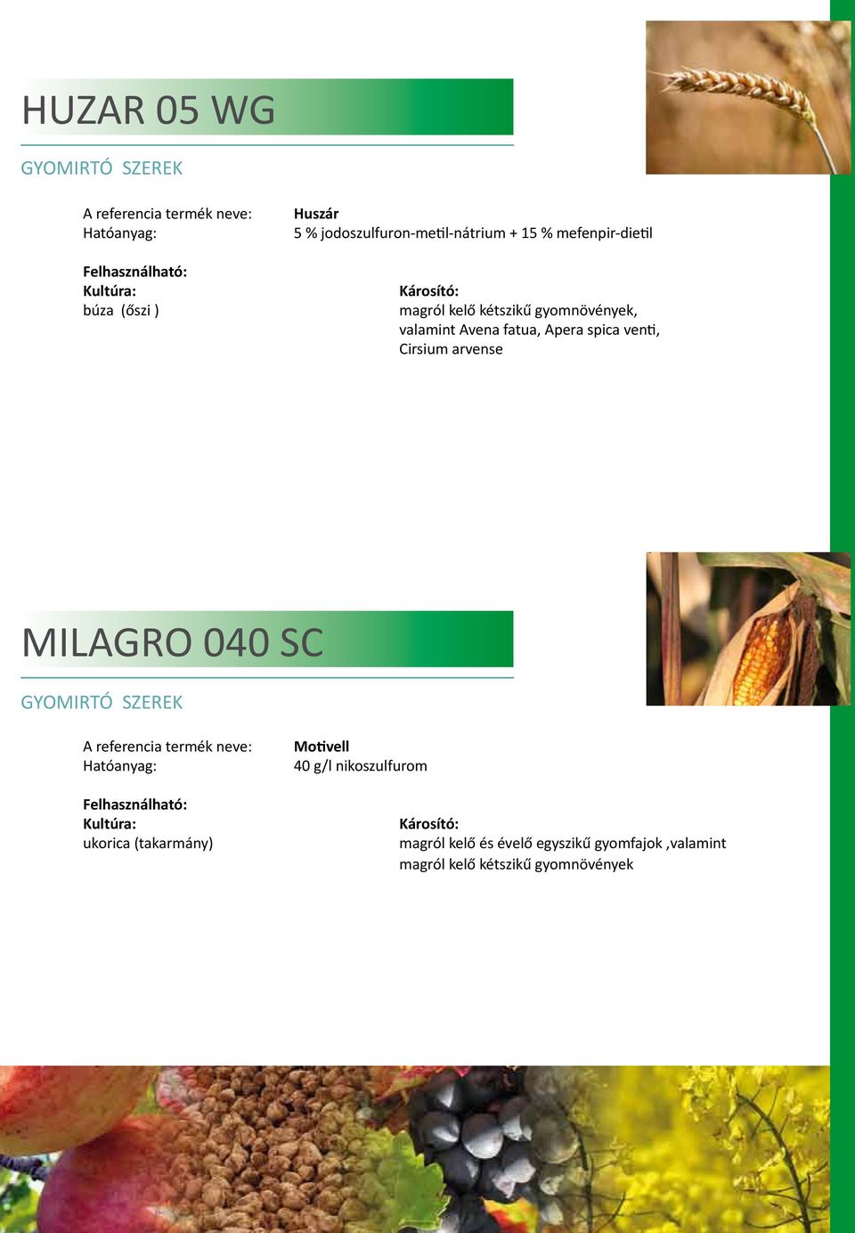 spica venti, Cirsium arvense MILAGRO 040 SC ukorica (takarmány) Motivell 40 g/l