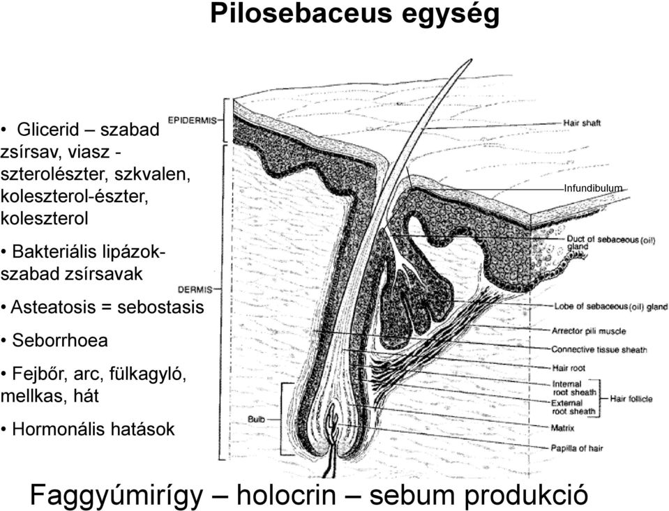 lipázokszabad zsírsavak Asteatosis = sebostasis Seborrhoea Fejbőr, arc,