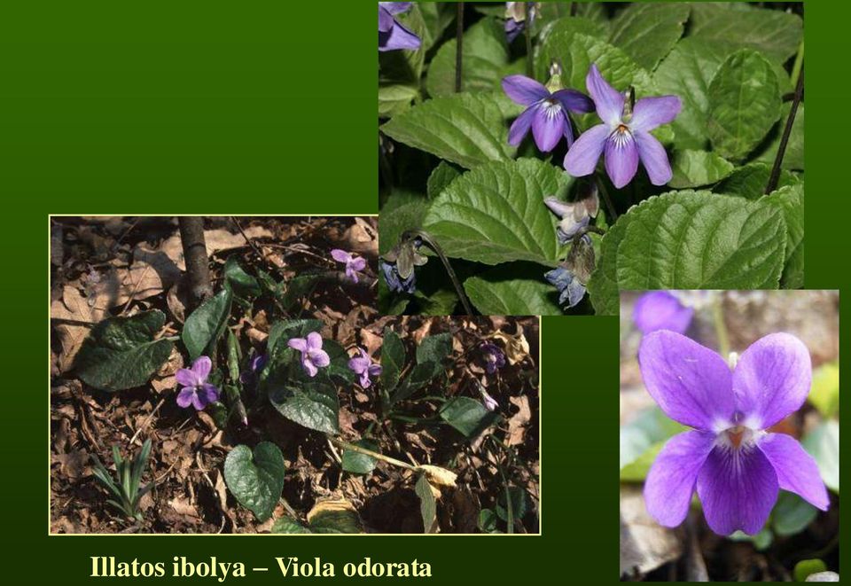 Viola