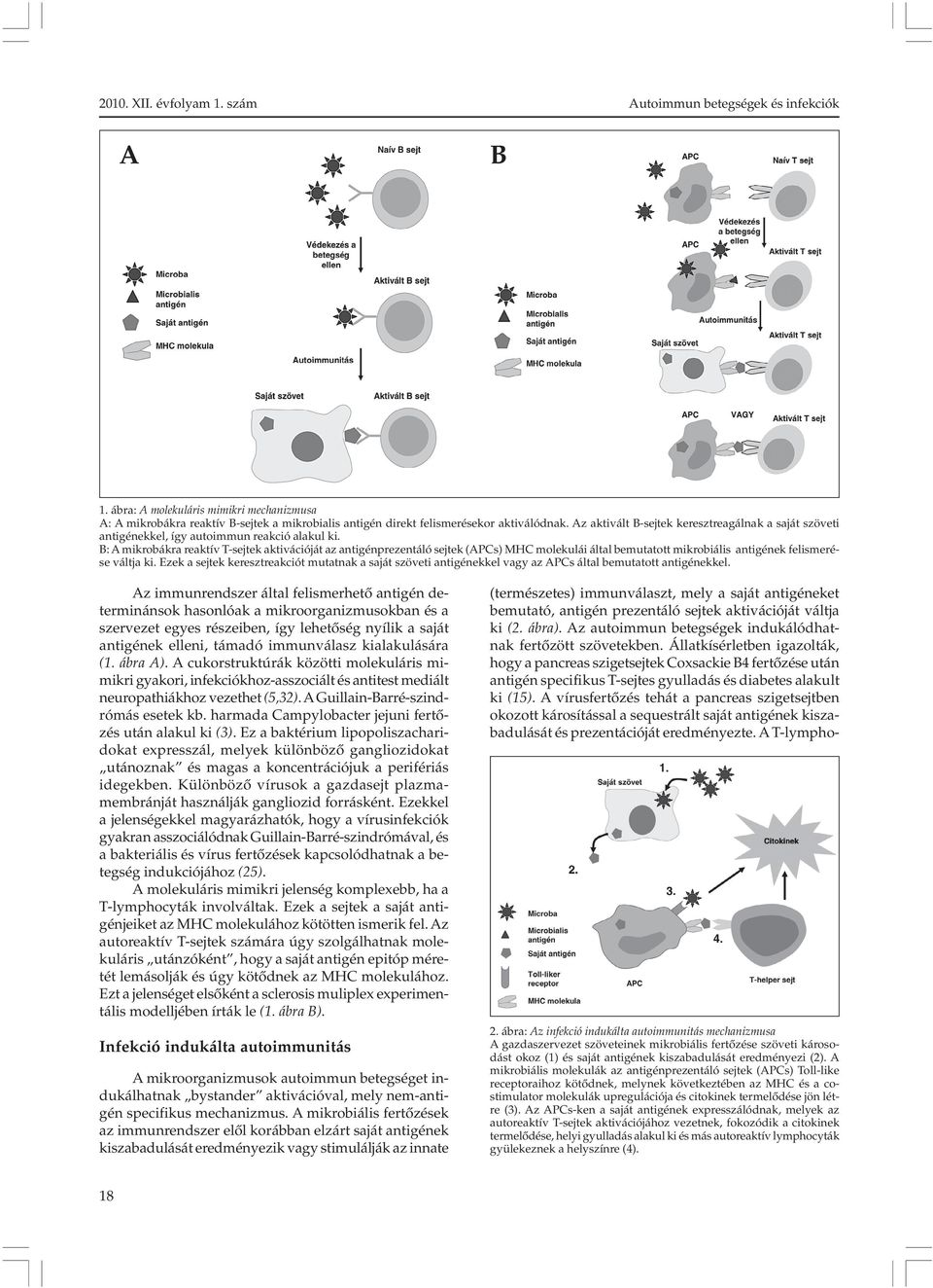 B: A mikrobákra reaktív T-sejtek aktivációját az antigénprezentáló sejtek (APCs) MHC molekulái által bemutatott mikrobiális antigének felismerése váltja ki.