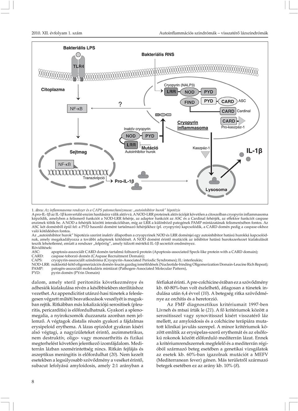 A NOD-LRR proteinek aktivációját követõen a citoszolban cryopyrin inflammasoma képzõdik, amelyben a felismerõ funkciót a NOD-LRR fehérje, az adaptor funkciót az ASC és a Cardinal fehérjék, az