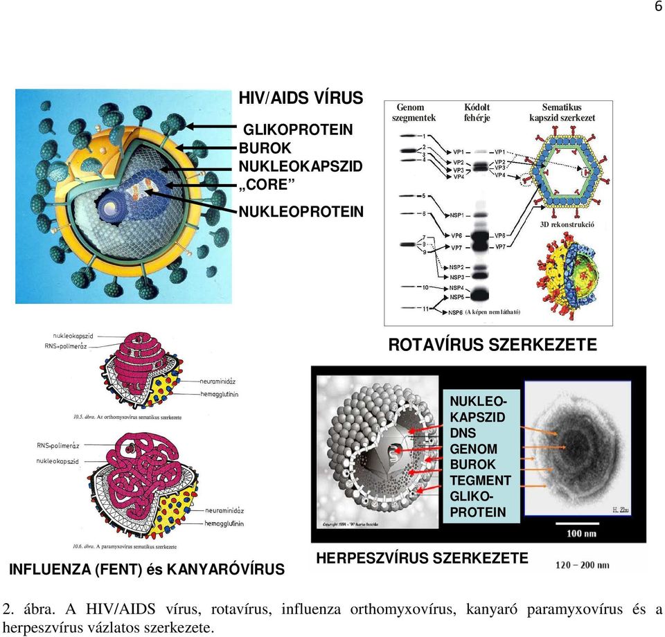 GENOM BUROK TEGMENT GLIKO- PROTEIN INFLUENZA (FENT) és KANYARÓVÍRUS HERPESZVÍRUS SZERKEZETE 2. ábra.