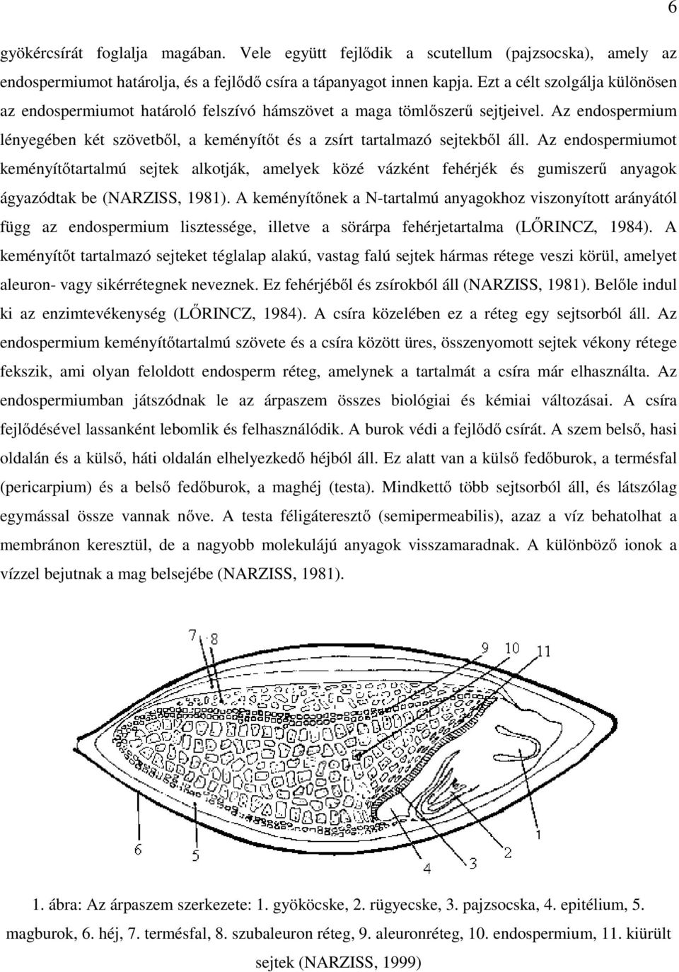 Az endospermiumot keményítőtartalmú sejtek alkotják, amelyek közé vázként fehérjék és gumiszerű anyagok ágyazódtak be (NARZISS, 1981).