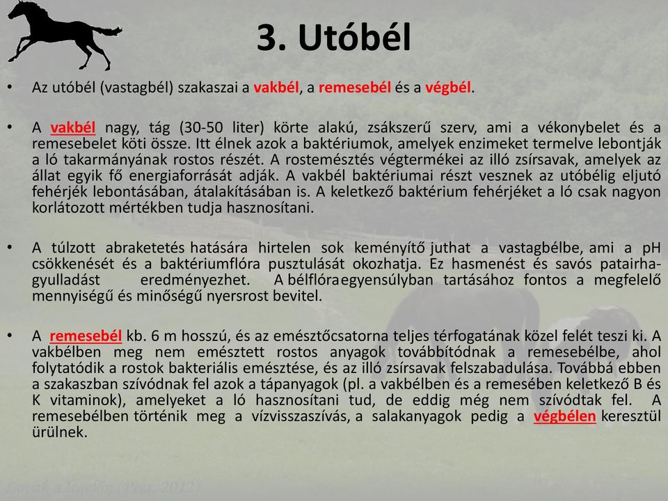 A vakbél baktériumai részt vesznek az utóbélig eljutó fehérjék lebontásában, átalakításában is. A keletkező baktérium fehérjéket a ló csak nagyon korlátozott mértékben tudja hasznosítani.