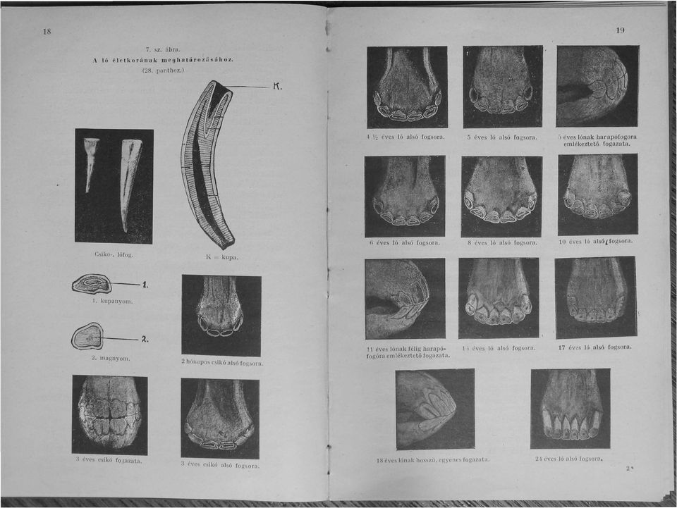 esiko, lófog. K = kupa. ~ 1. l. kupanyom. J ~ ~. ::::: 2. magnyoln. 2 hónapos csikó alsó fo Rsora.