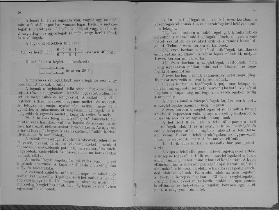 A fogak képletekben kifejezve: M ', l 'l l' 'l 6-1-6-1-6 40 en es lere t ona : 6-1-6-1-6 összesen fog ; Kancánál ez a képlet a következő: 6-0-6-0- 6 6-0-6-0-6 összesen 36 fog.