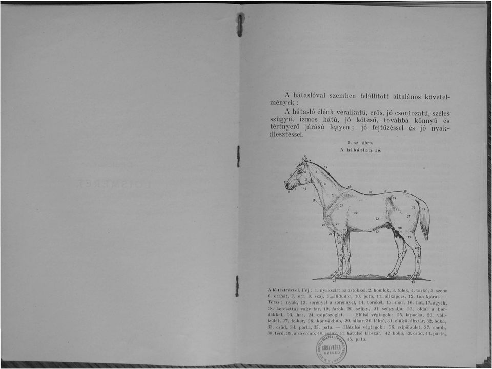 álldudor, 10. pofa, ll. állkapocs, 12. torokjára. - TMzs. nyak, 13. sörényél a sörénn)'cl, J. torok<'l, 15. llar. 16. hál, 17. ágyék, X. kercsztt,ij vagy far, 19. farok, 20. szügy, 21 szügyalja, 22.