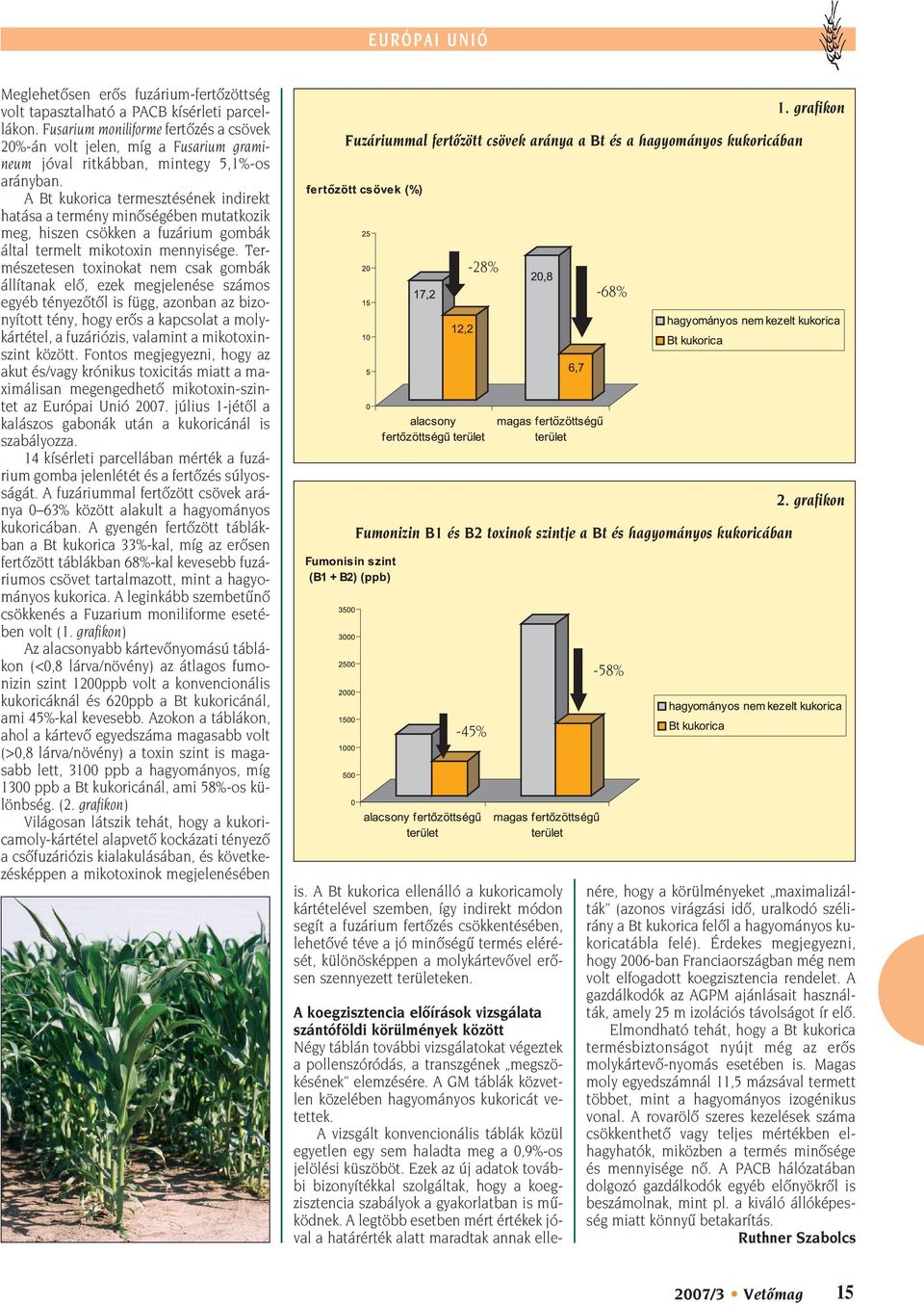 A Bt kukorica termesztésének indirekt hatása a termény minôségében mutatkozik meg, hiszen csökken a fuzárium gombák által termelt mikotoxin mennyisége.