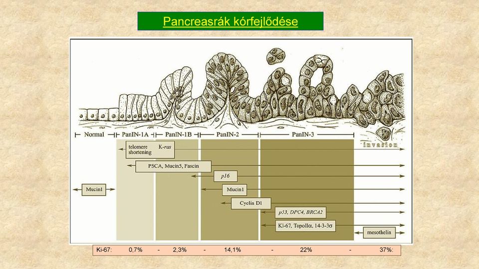 Ki-67: 0,7% -