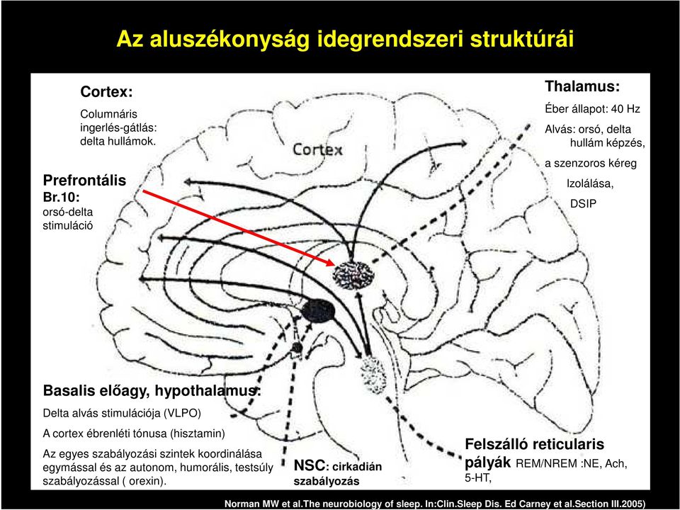 Delta alvás stimulációja (VLPO) A cortex ébrenléti tónusa (hisztamin) Az egyes szabályozási szintek koordinálása egymással és az autonom, humorális,