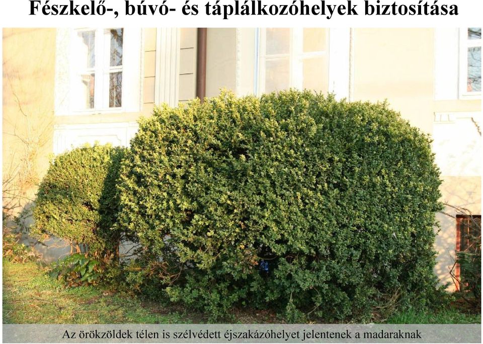 Az örökzöldek télen is