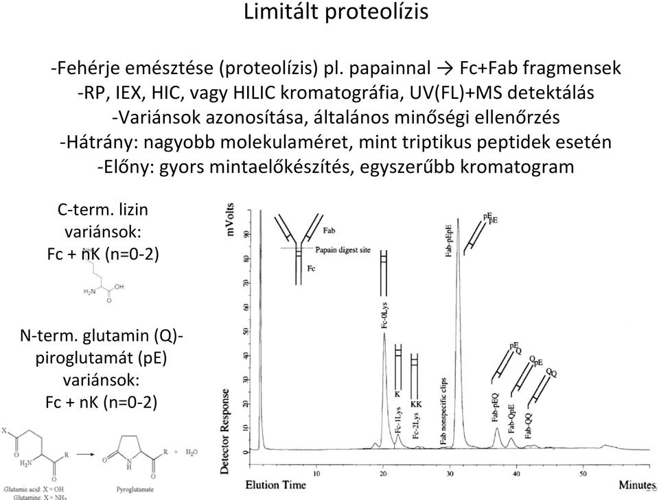 azonosítása, általános minőségi ellenőrzés Hátrány: nagyobb molekulaméret, mint triptikus peptidek esetén