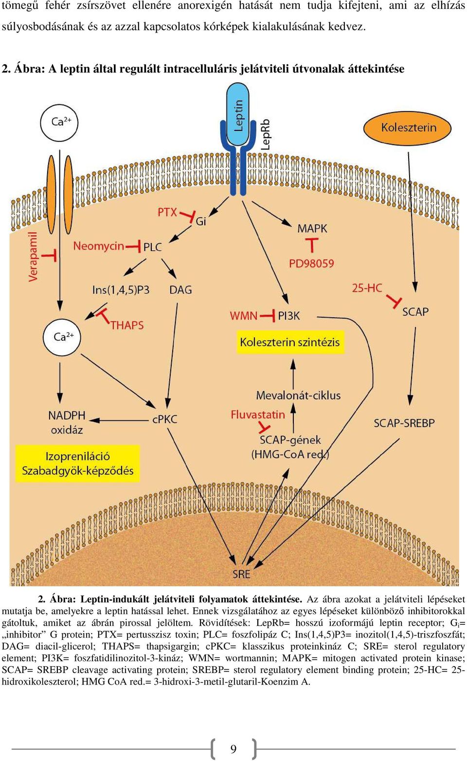 Az ábra azokat a jelátviteli lépéseket mutatja be, amelyekre a leptin hatással lehet. Ennek vizsgálatához az egyes lépéseket különböző inhibitorokkal gátoltuk, amiket az ábrán pirossal jelöltem.