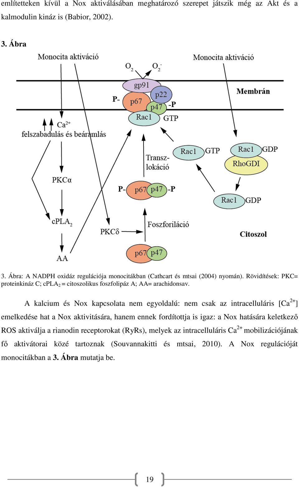 A kalcium és Nox kapcsolata nem egyoldalú: nem csak az intracelluláris [Ca 2+ ] emelkedése hat a Nox aktivitására, hanem ennek fordítottja is igaz: a Nox hatására