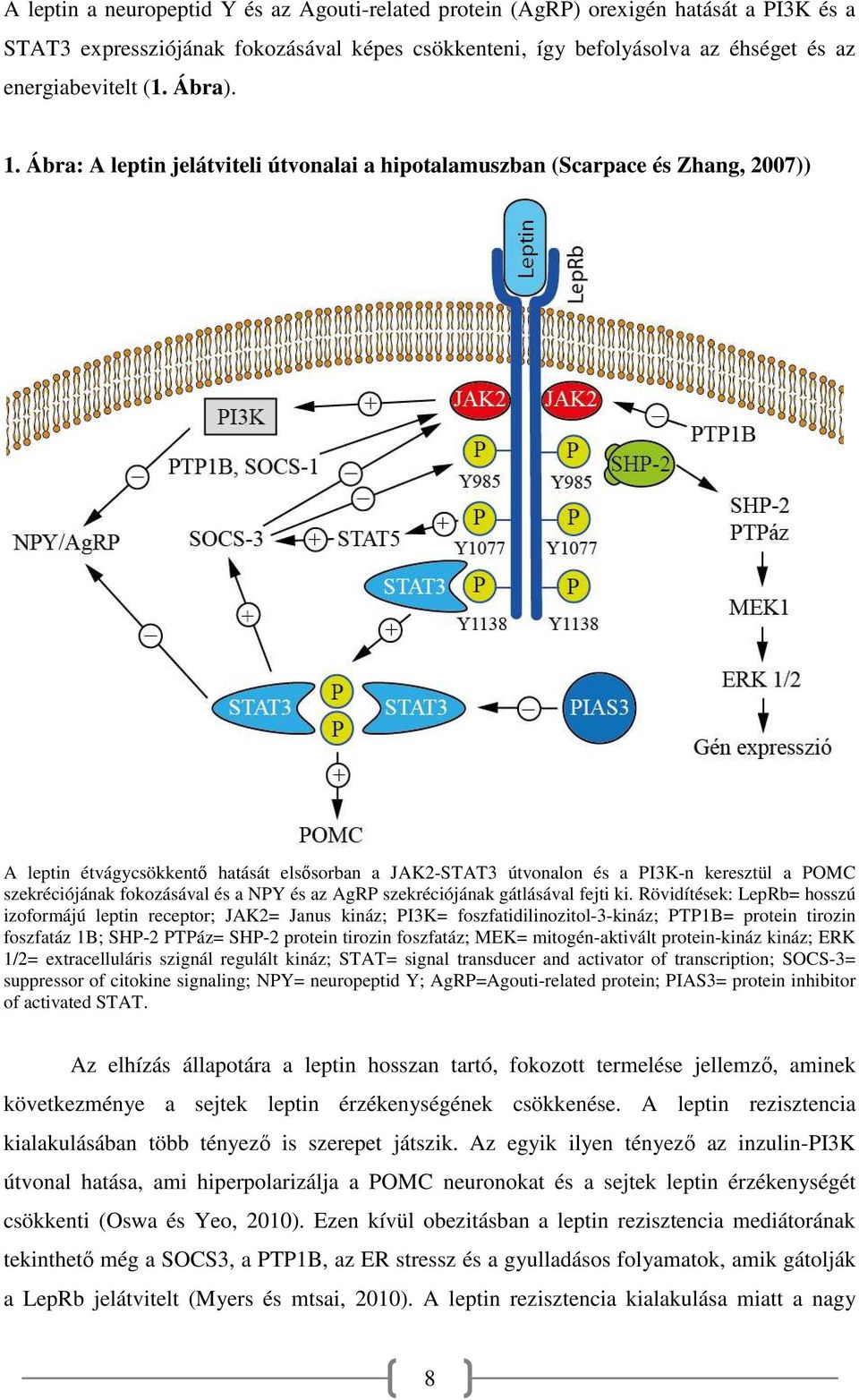 Ábra: A leptin jelátviteli útvonalai a hipotalamuszban (Scarpace és Zhang, 2007)) A leptin étvágycsökkentő hatását elsősorban a JAK2-STAT3 útvonalon és a PI3K-n keresztül a POMC szekréciójának