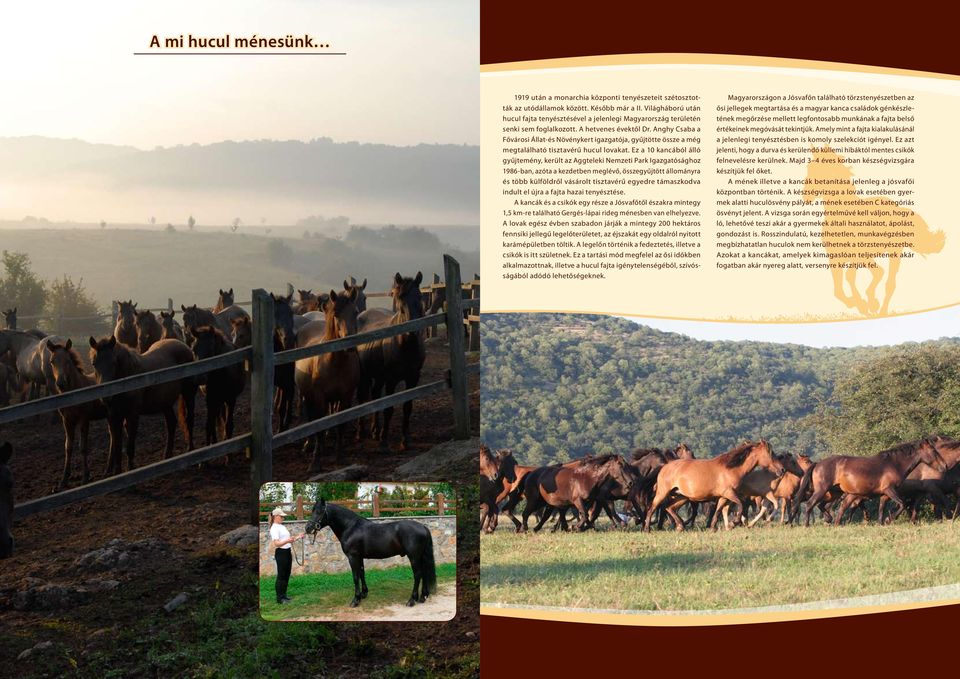 Anghy Csaba a Fővárosi Állat-és Növénykert igazgatója, gyűjtötte össze a még megtalálható tisztavérű hucul lovakat.