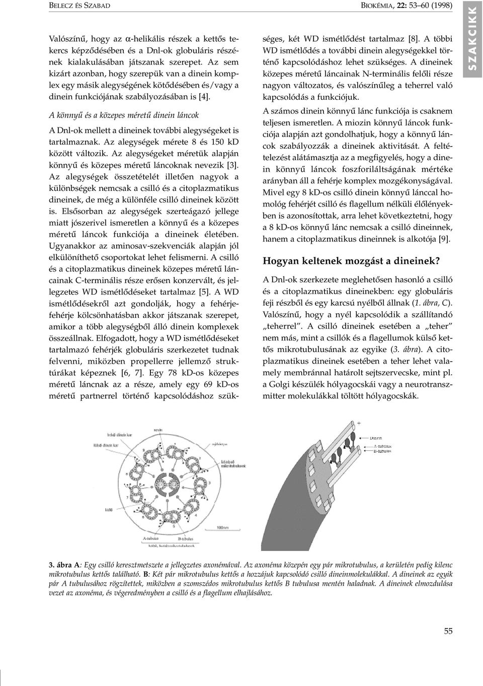 BIOKÉMIA, 22: 53 60 (1998) A könnyû és a közepes méretû dinein láncok A Dnl-ok mellett a dineinek további alegységeket is tartalmaznak. Az alegységek mérete 8 és 150 kd között változik.