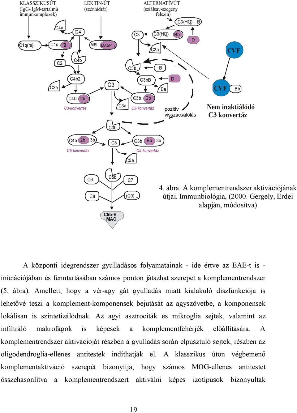 ábra. A komplementrendszer aktivációjának útjai. Immunbiológia, (2000.