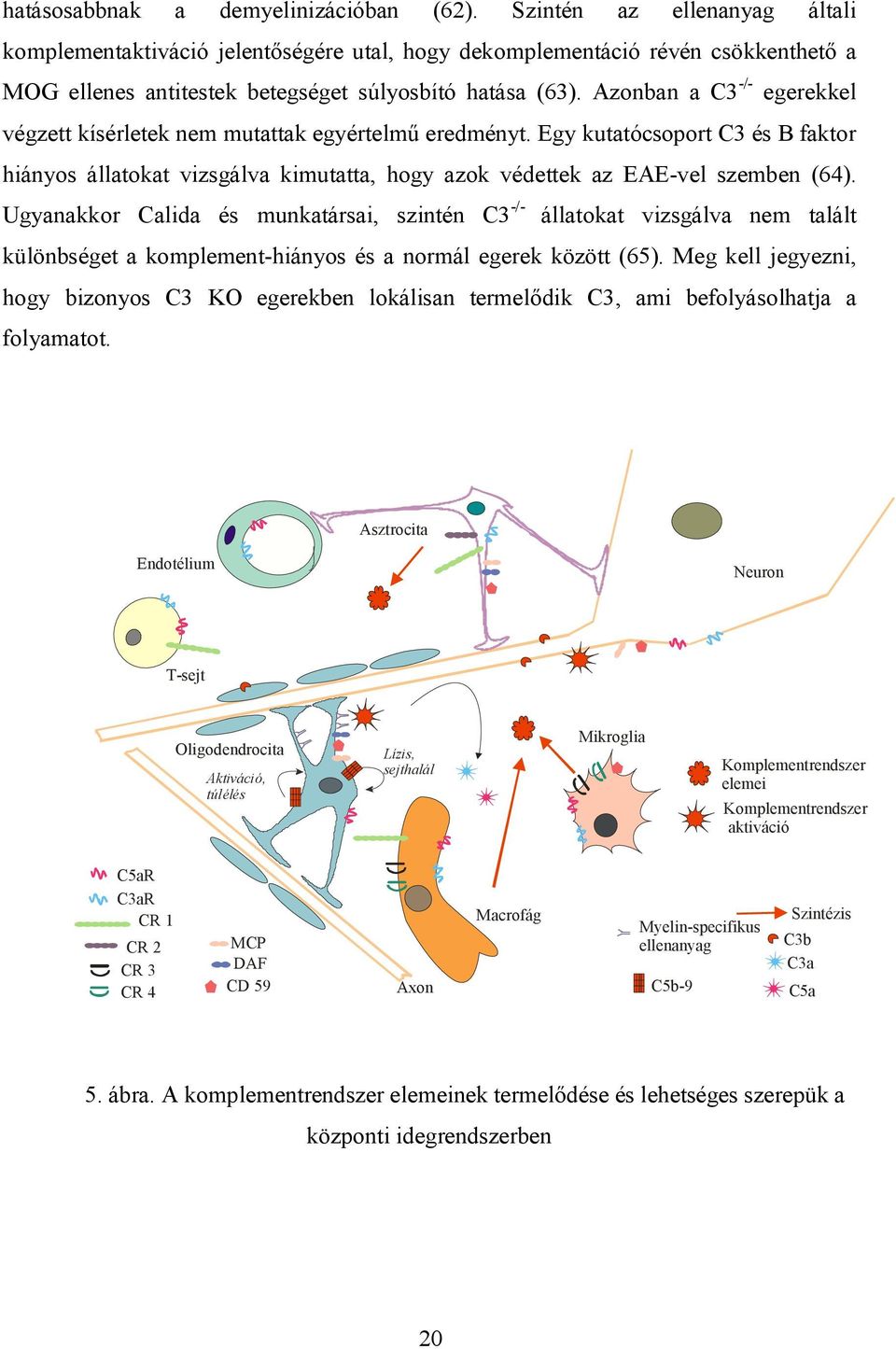 Azonban a C3 -/- egerekkel végzett kísérletek nem mutattak egyértelmű eredményt. Egy kutatócsoport C3 és B faktor hiányos állatokat vizsgálva kimutatta, hogy azok védettek az EAE-vel szemben (64).