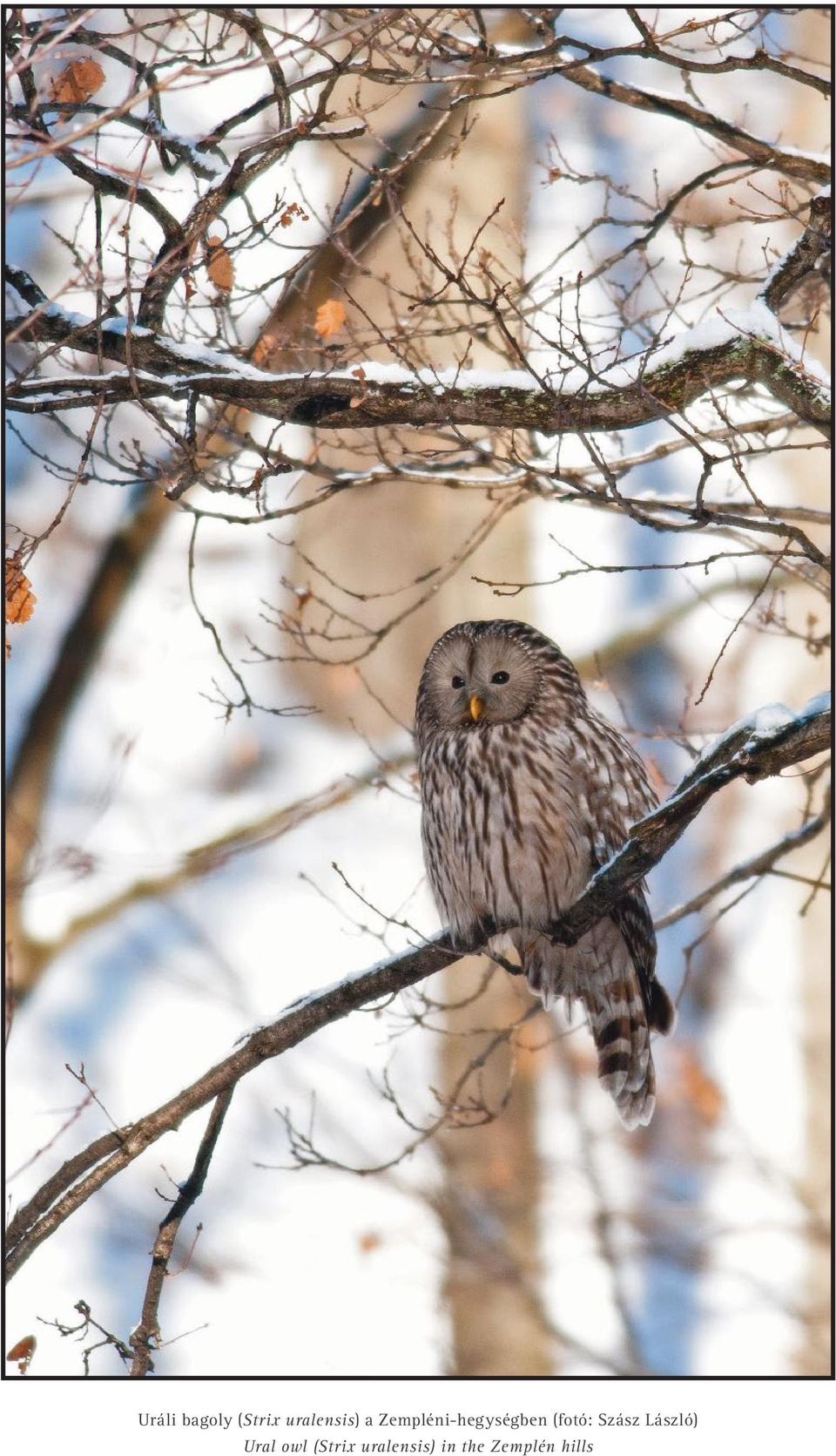 Szász László) Ural owl (Strix