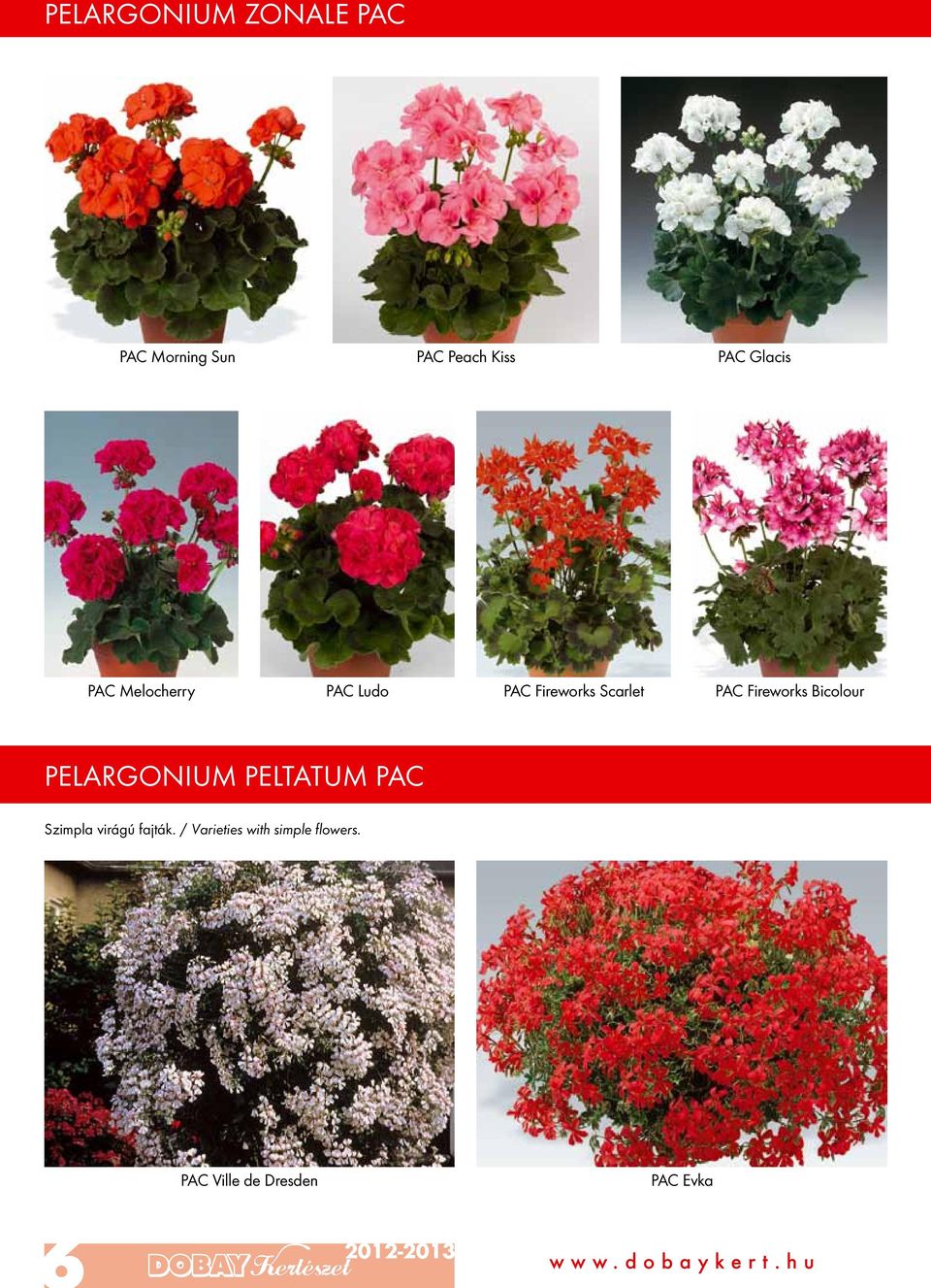 PAC Fireworks Bicolour PELARGONIUM PELTATUM PAC Szimpla virágú