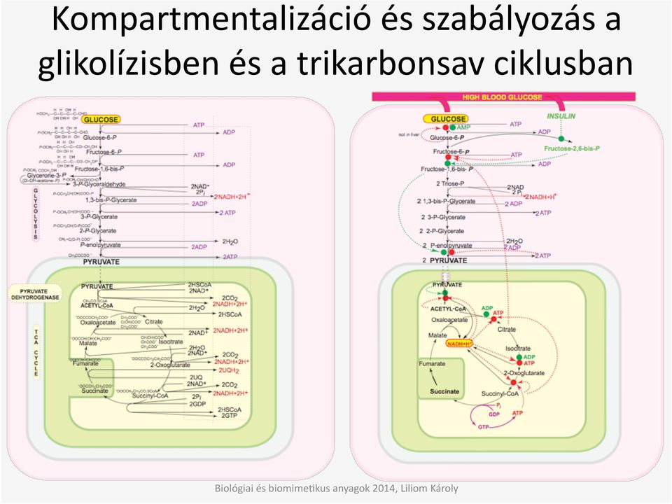 glikolízisben és a