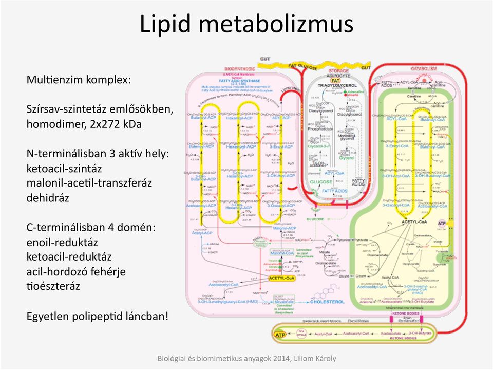 malonil- aceil- transzferáz dehidráz C- terminálisban 4 domén: enoil-