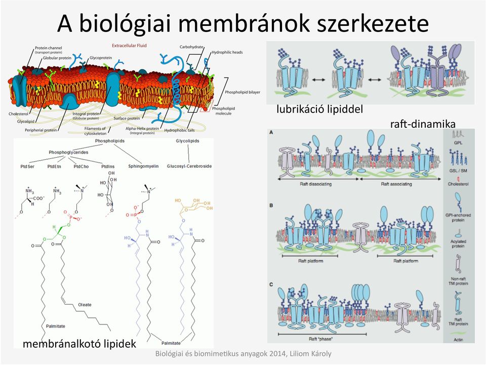 lipiddel rax-