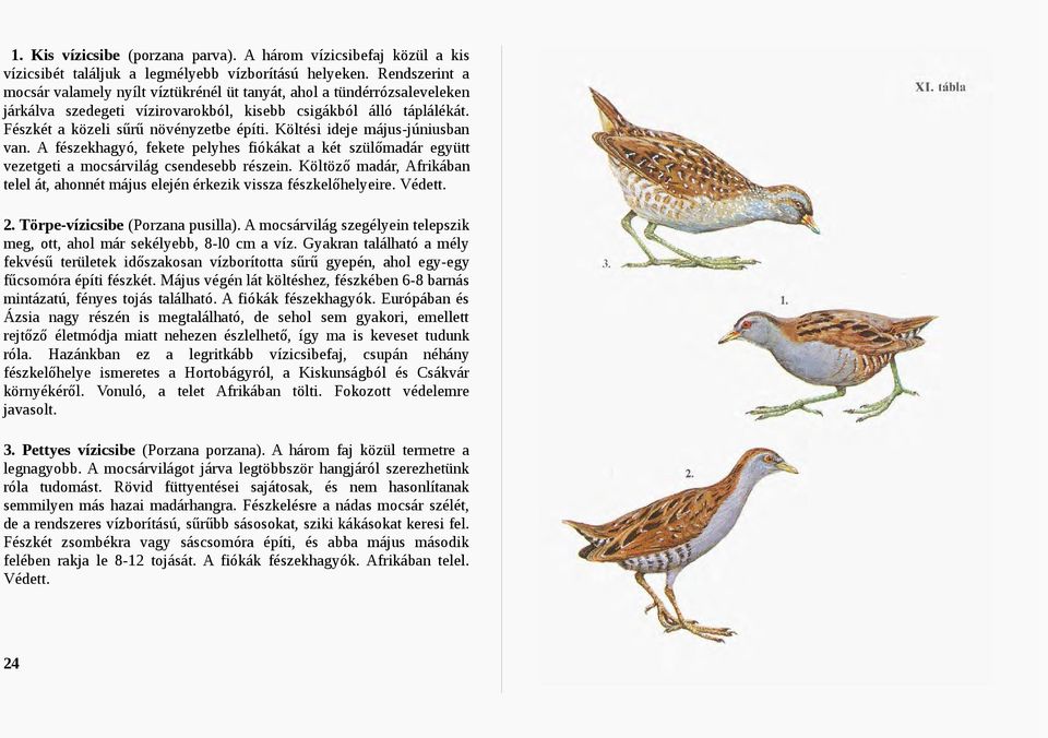 Költési ideje május-júniusban van. A fészekhagyó, fekete pelyhes fiókákat a két szülőmadár együtt vezetgeti a mocsárvilág csendesebb részein.