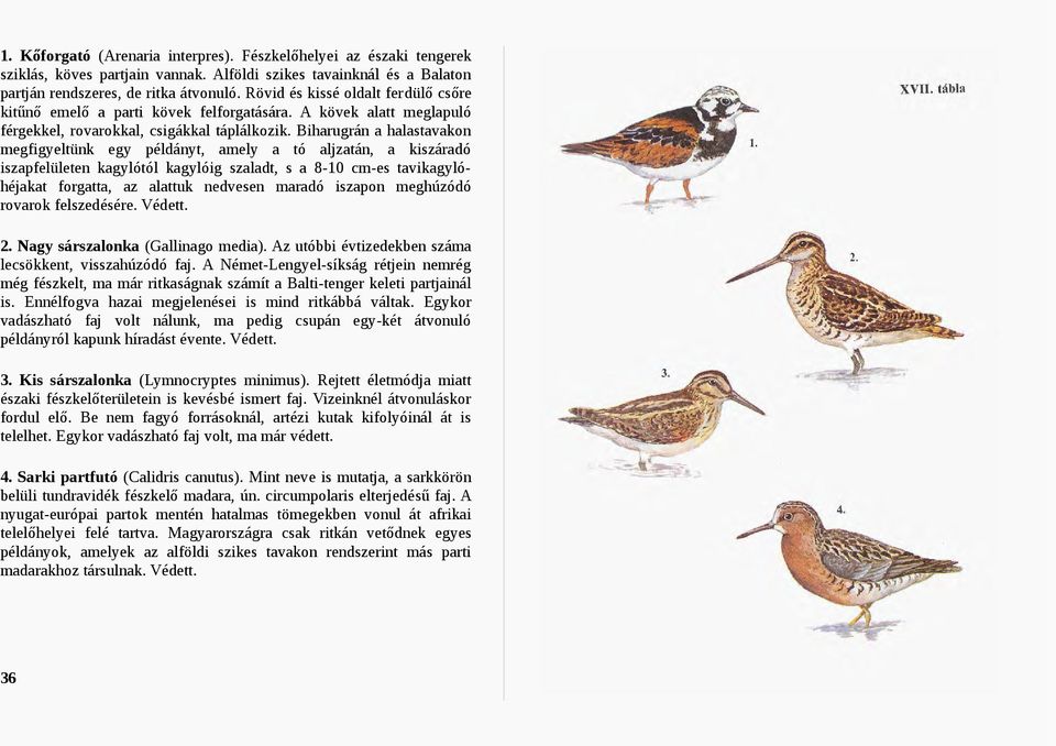 Biharugrán a halastavakon megfigyeltünk egy példányt, amely a tó aljzatán, a kiszáradó iszapfelületen kagylótól kagylóig szaladt, s a 8-10 cm-es tavikagylóhéjakat forgatta, az alattuk nedvesen maradó