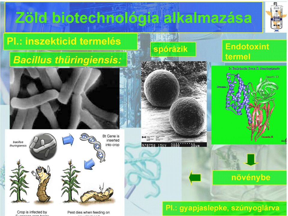 thüringiensis thüringiensis:: spórázik p