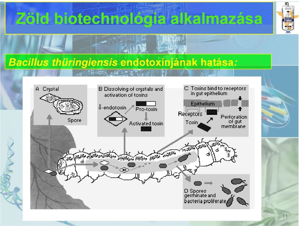 Bacillus