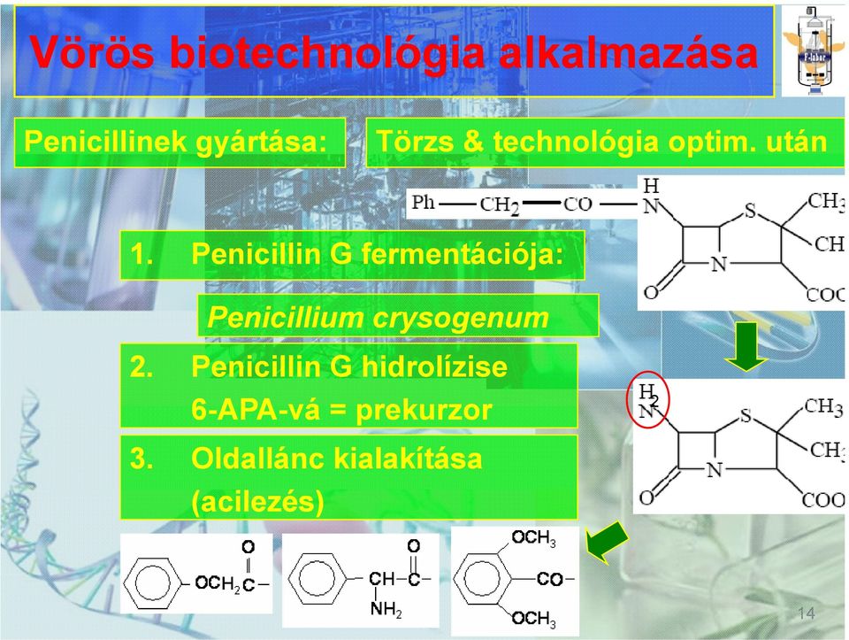 Penicillin G fermentációja: Penicillium crysogenum 2.