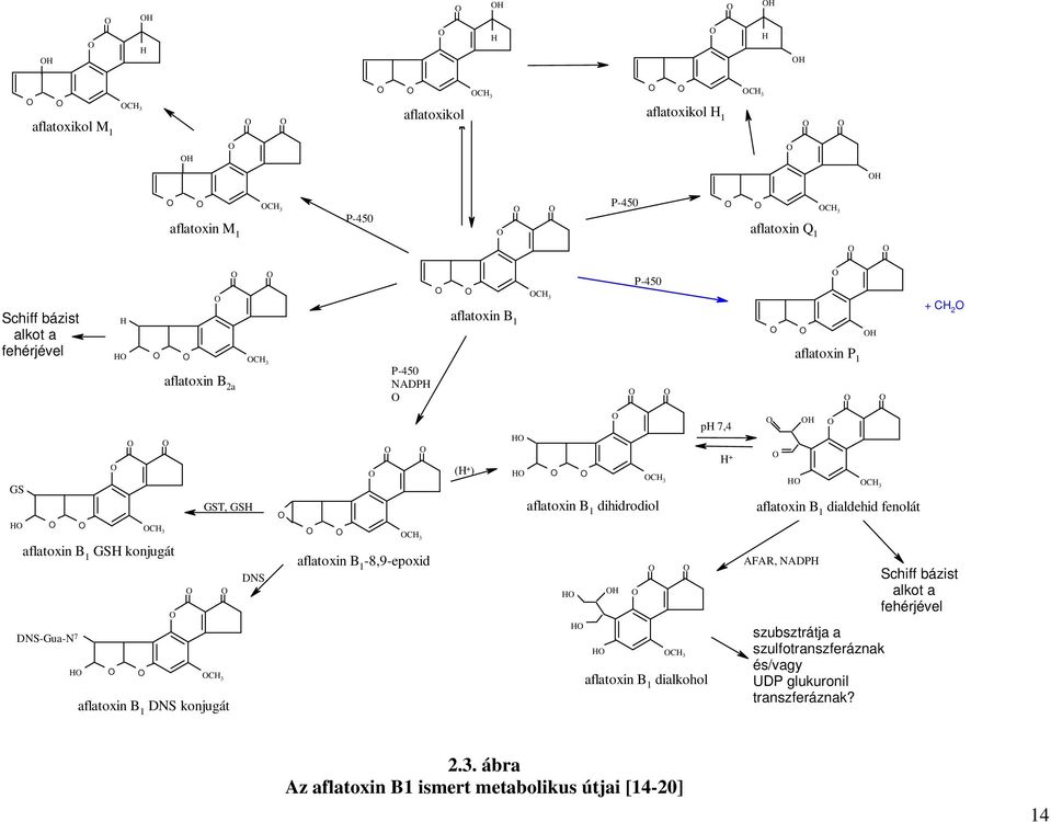 GSH DNS CH 3 aflatoxin B 1-8,9-epoxid (H + ) H H CH 3 aflatoxin B 1 dihidrodiol H H H H CH 3 aflatoxin B 1 dialkohol ph 7,4 H + H H CH 3 aflatoxin B 1 dialdehid fenolát