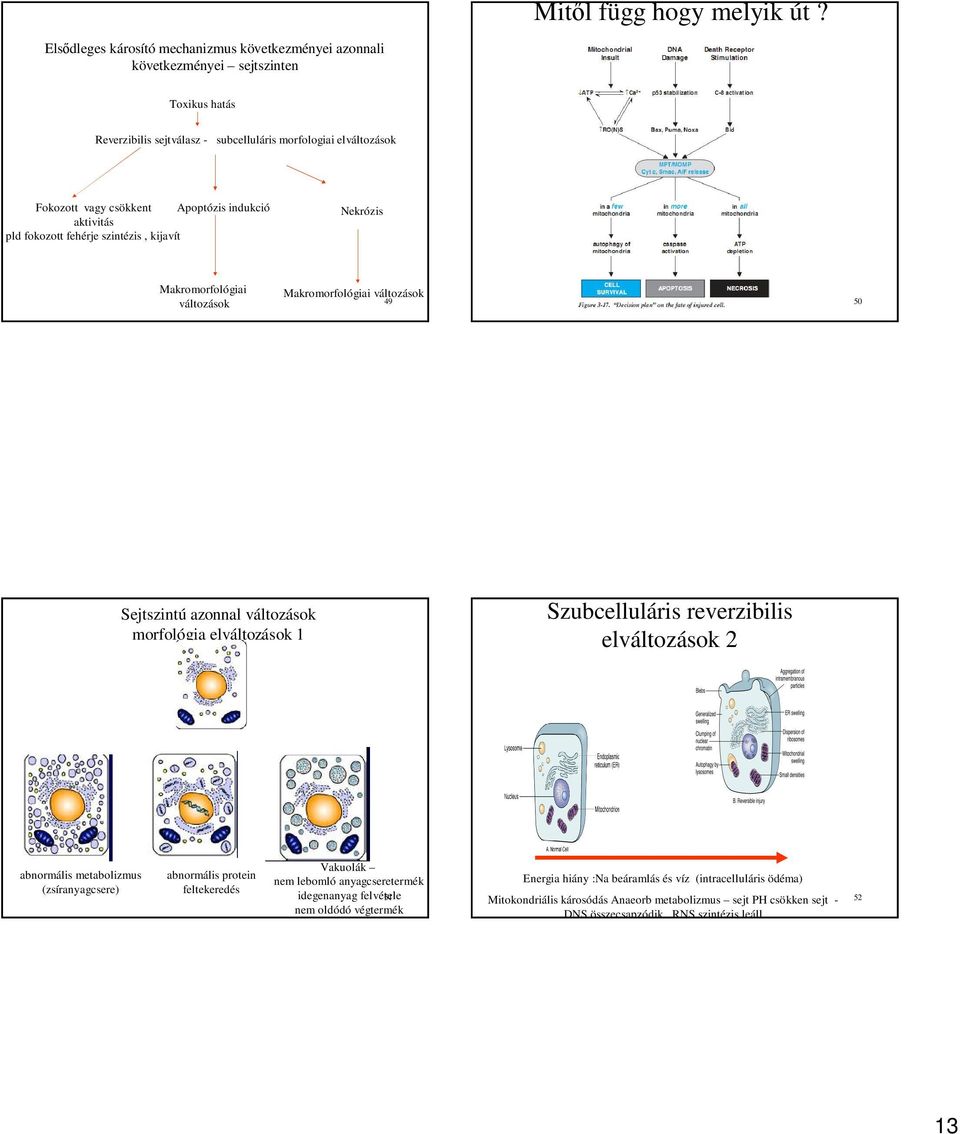 indukció aktivitás pld fokozott fehérje szintézis, kijavít Nekrózis Makromorfológiai változások Makromorfológiai változások 49 50 Sejtszintú azonnal változások morfológia elváltozások 1