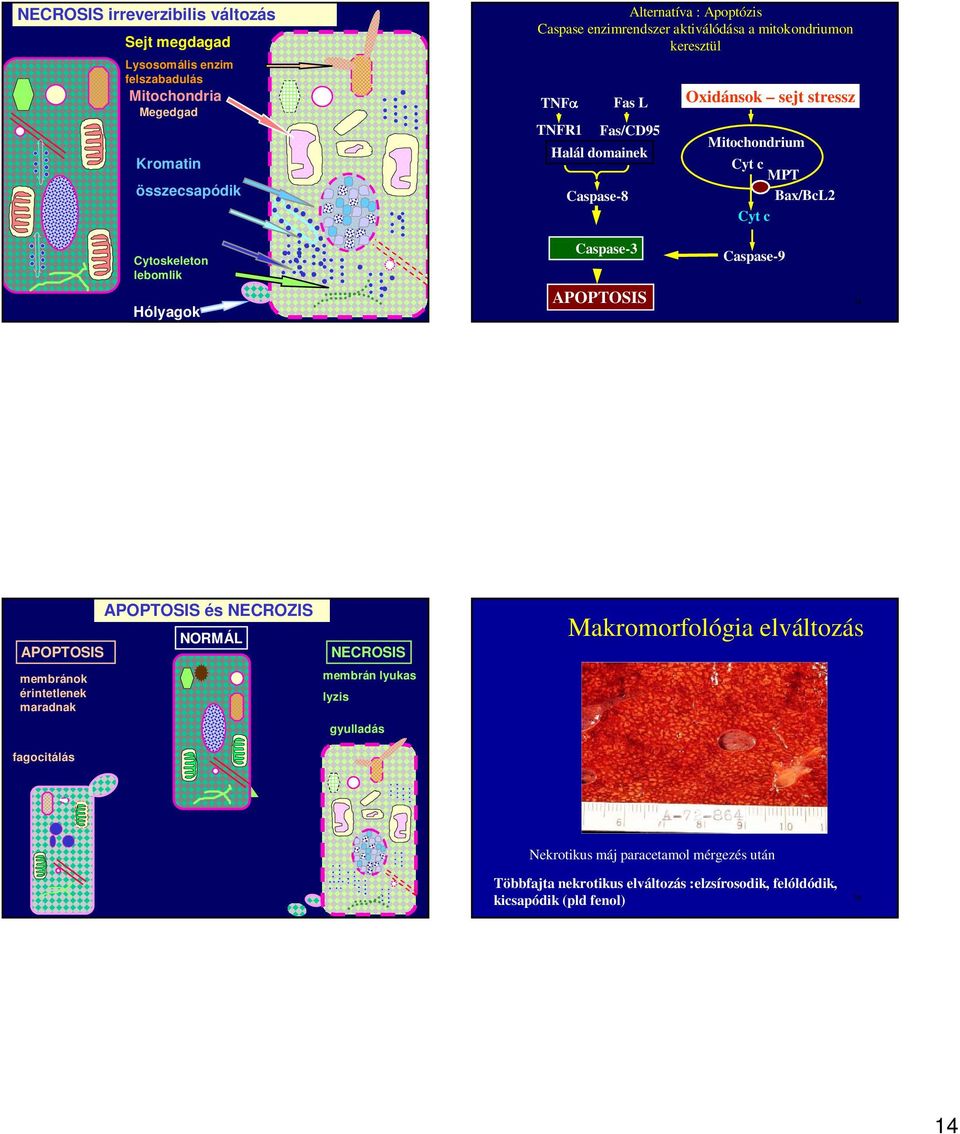 Cytoskeleton lebomlik Hólyagok 53 Caspase-3 APOPTOSIS Caspase-9 54 APOPTOSIS membránok érintetlenek maradnak fagocitálás APOPTOSIS és NECROZIS NORMÁL NECROSIS membrán