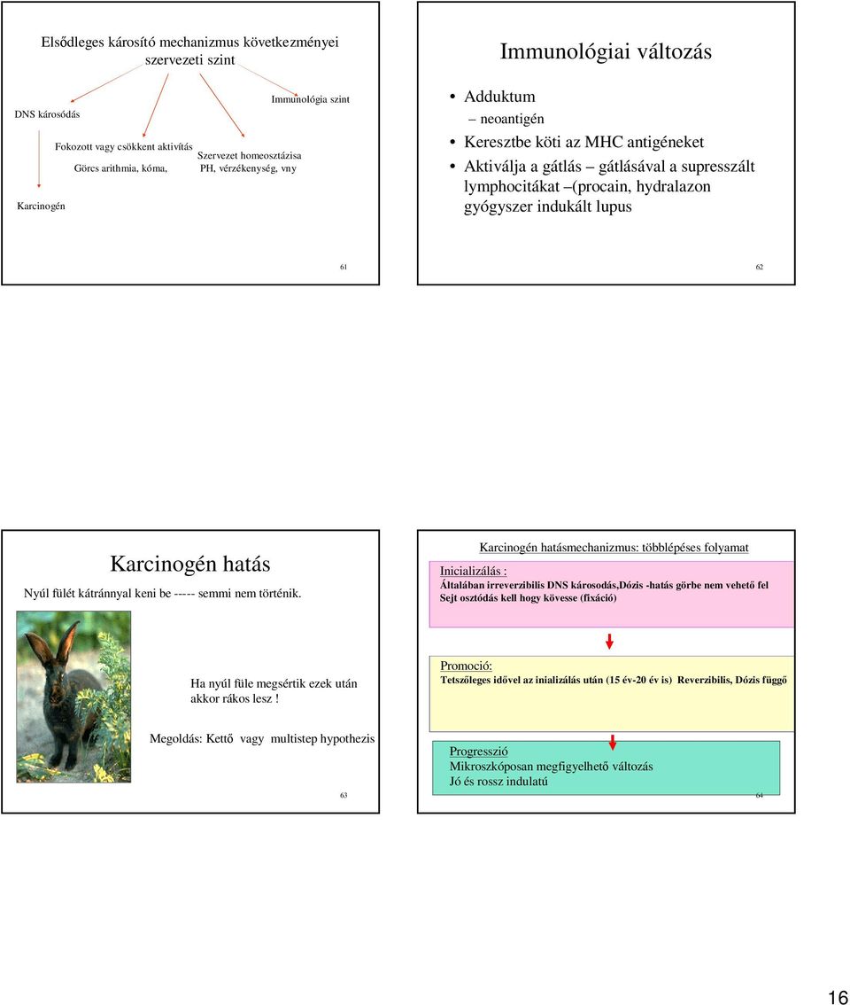 61 62 Karcinogén hatás Nyúl fülét kátránnyal keni be ----- semmi nem történik.