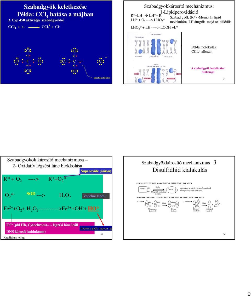 páratlan 33 elekzton 34 Szabadgyökök károsító mechanizmusa 2- Oxidatív légzési lánc blokkolása R* + O 2 ----> R + +O 2 * - Superoxide (anion)) Szabadgyökkárosító mechanizmus 3 Disulfidhid kialakulás