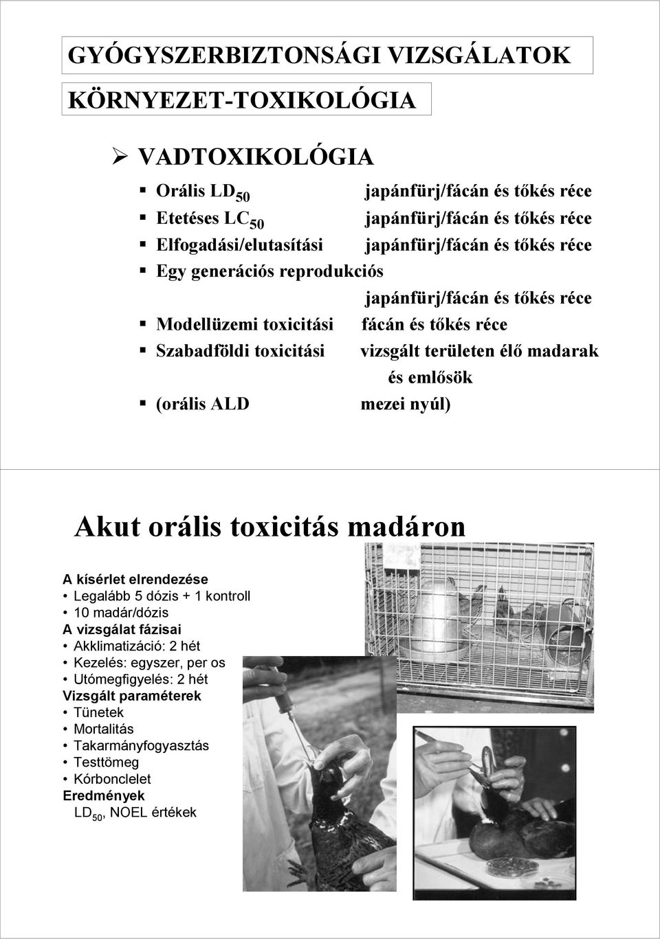 fácán és tıkés réce vizsgált területen élı madarak és emlısök mezei nyúl) Akut orális toxicitás madáron A kísérlet elrendezése Legalább 5 dózis + 1 kontroll 10