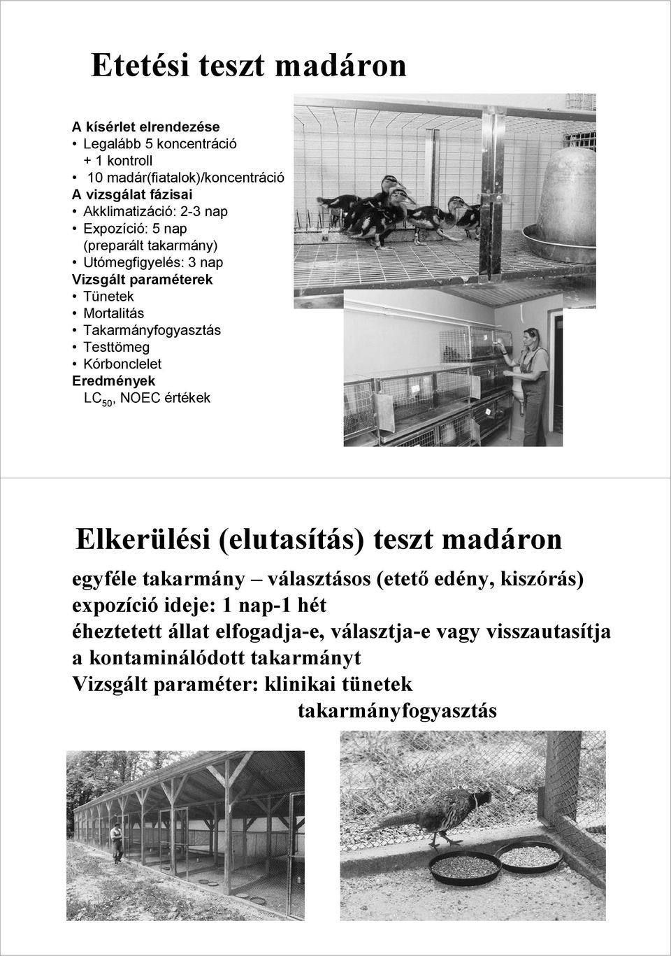 Kórbonclelet Eredmények LC 50, NOEC értékek Elkerülési (elutasítás) teszt madáron egyféle takarmány választásos (etetı edény, kiszórás)