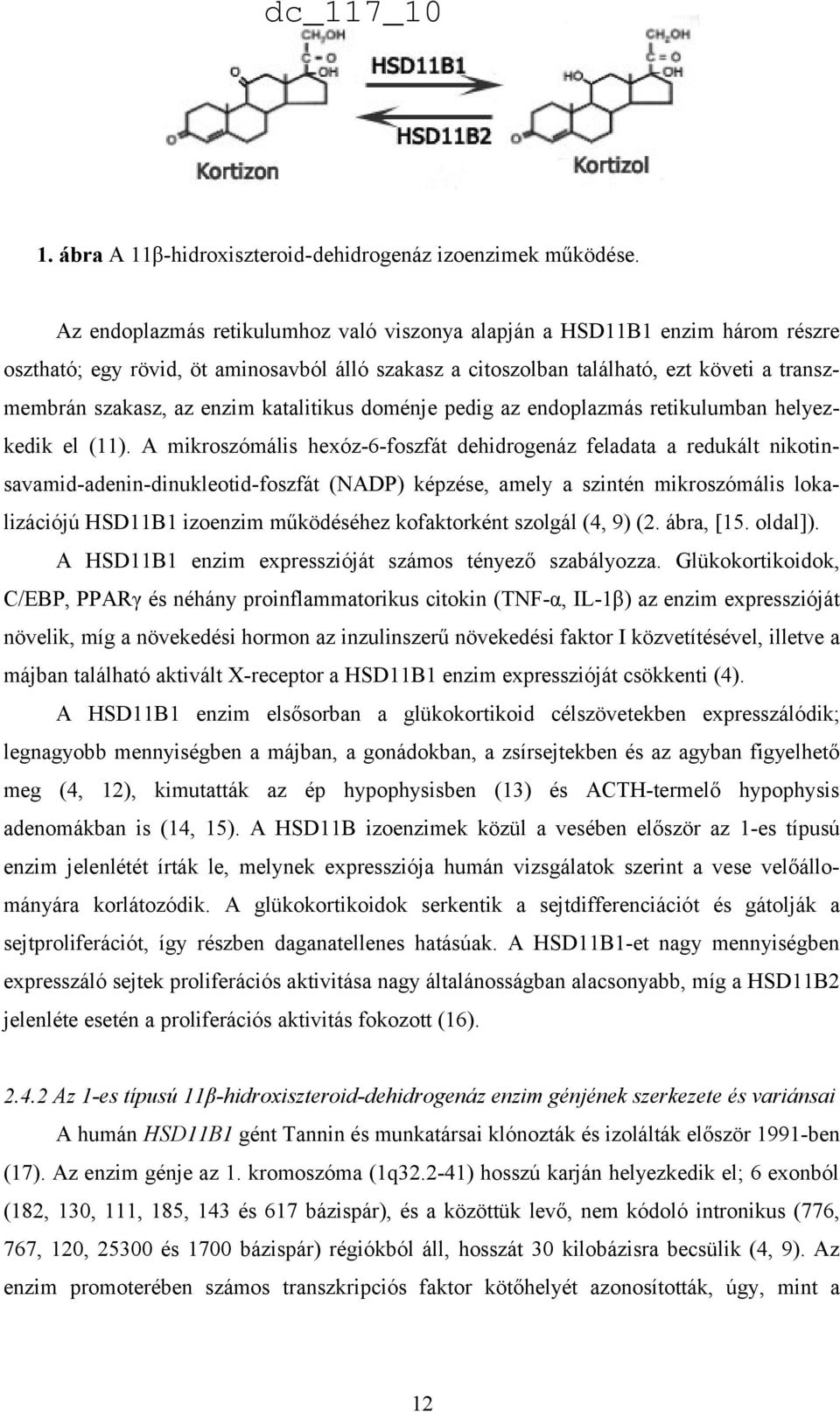 katalitikus doménje pedig az endoplazmás retikulumban helyezkedik el (11).